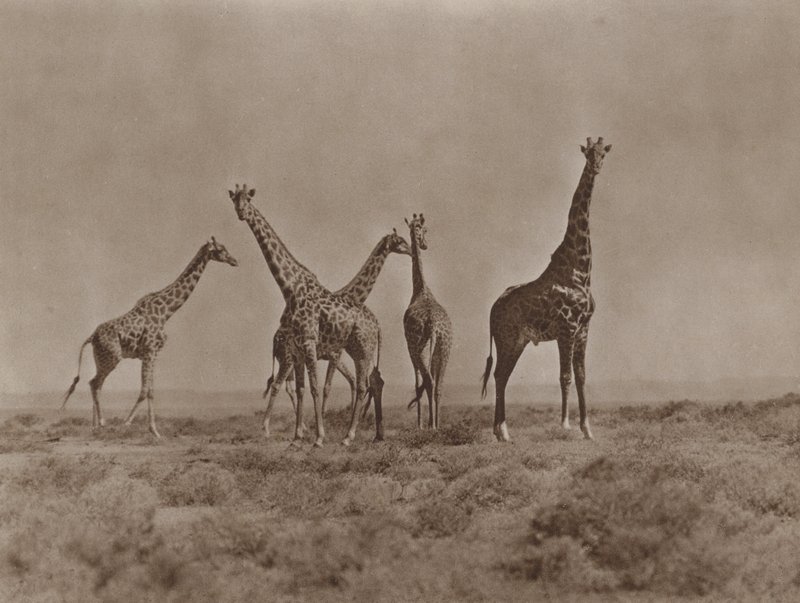 Sur les plaines du Kenya - Marcuswell Maxwell