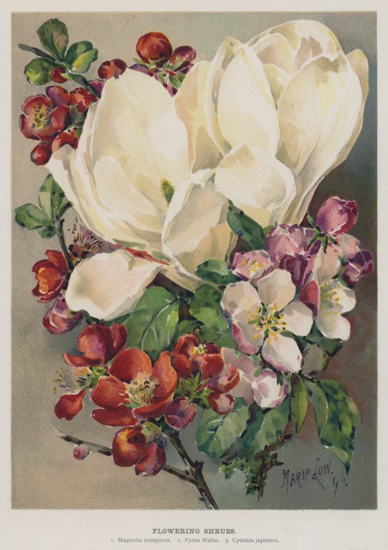 Arbustes à fleurs - Marie Low