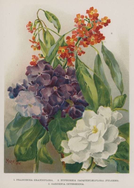 Franciscea Grandiflora, Euphorbia Jacqueniaelflora, Fulgens, Gardenia Intermedia - Marie Low