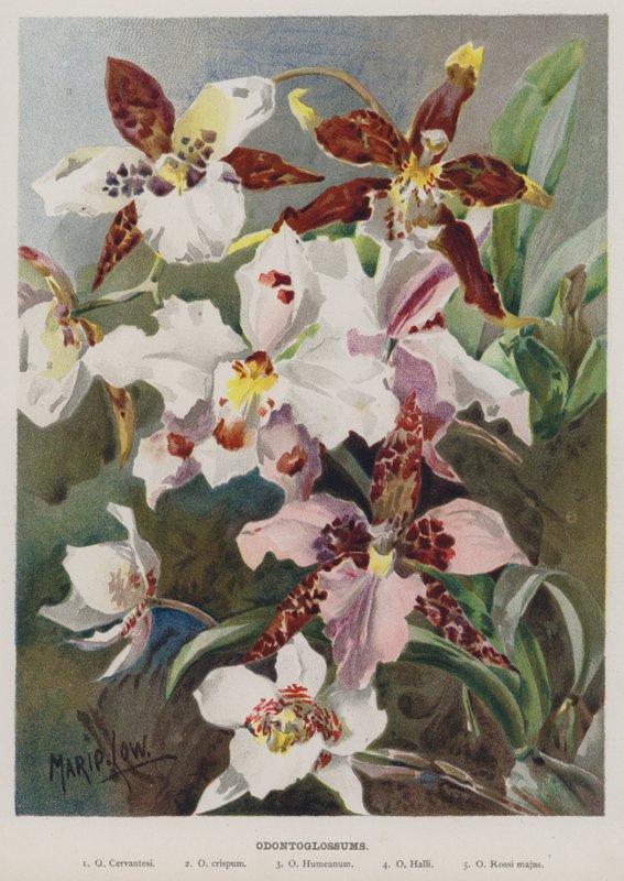 Odontoglossums - Marie Low