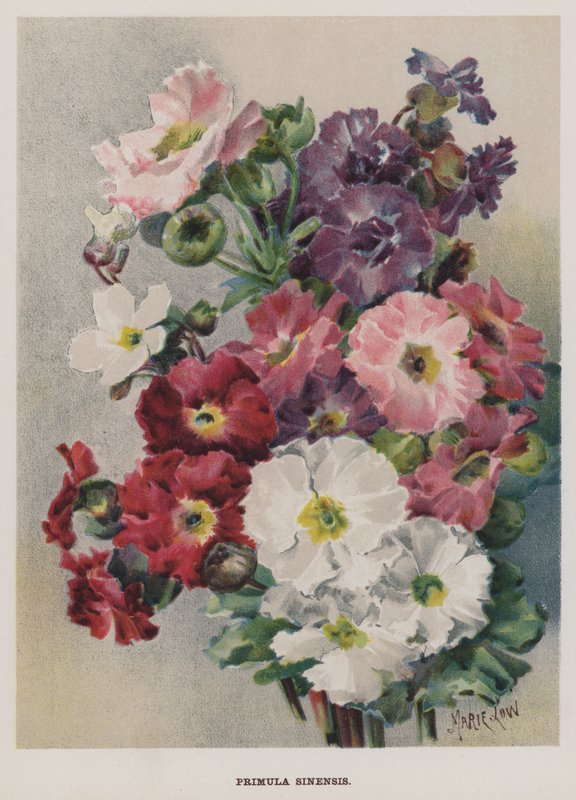 Primula Sinensis - Marie Low