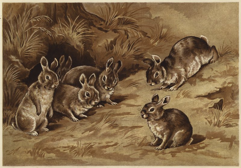 Bébés lapins - N. Parker
