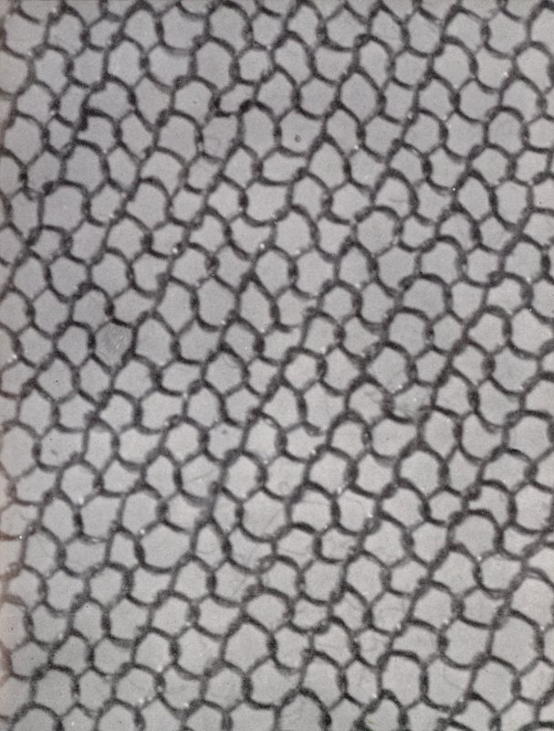 Maille d