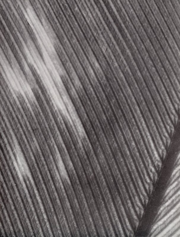 Plume (photo n/b) - Paul Henning