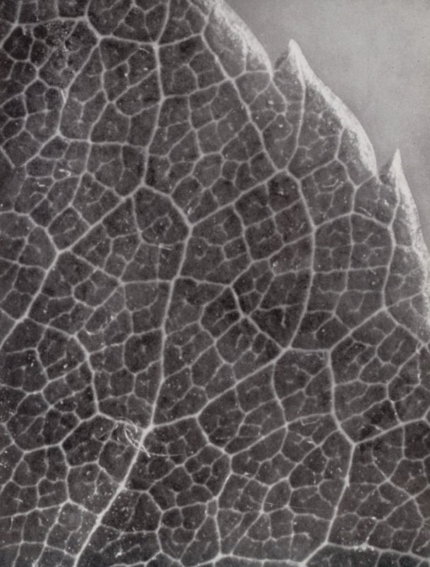 Feuille de rose (photo n/b) - Paul Henning