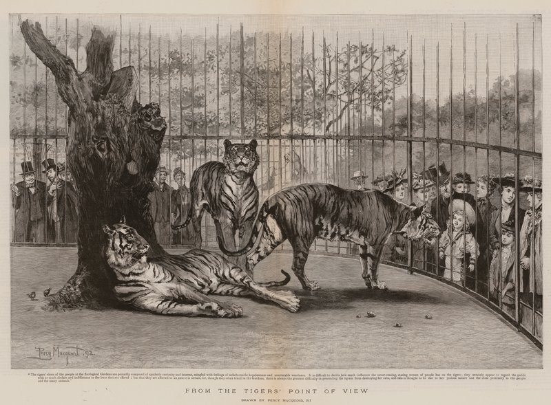 Du point de vue du tigre - Percy Macquoid