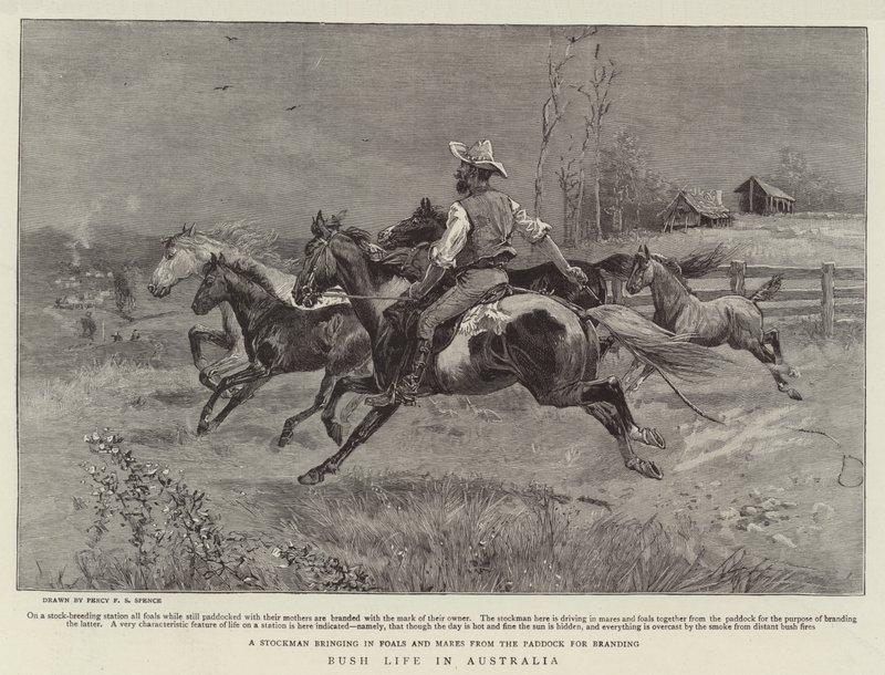 Vie de brousse en Australie - Percy F.S. Spence