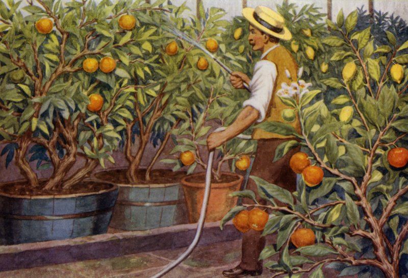 Oranges et citrons - Percy James Billinghurst