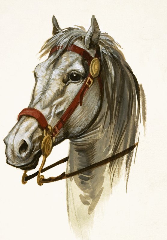 Cheval Non Identifié - Peter Jackson