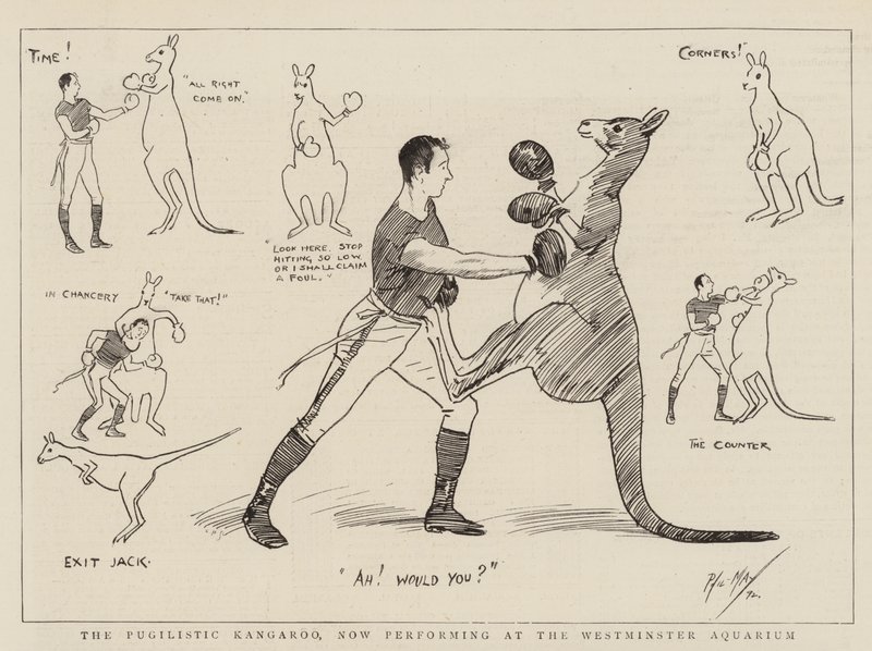 Le kangourou pugiliste, maintenant en représentation à l