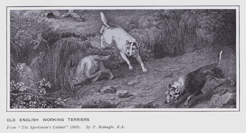 Vieux terriers de travail anglais - Philip (after) Reinagle