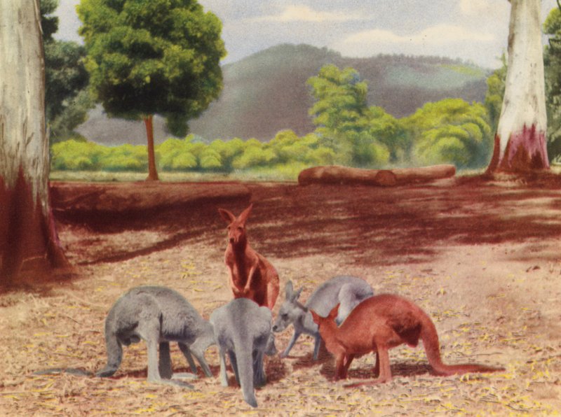Kangourous - Photographer Australian