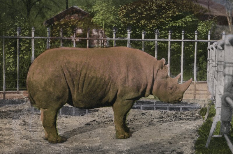 Zoo de Cologne, Rhinocéros (photo) - Photographer German