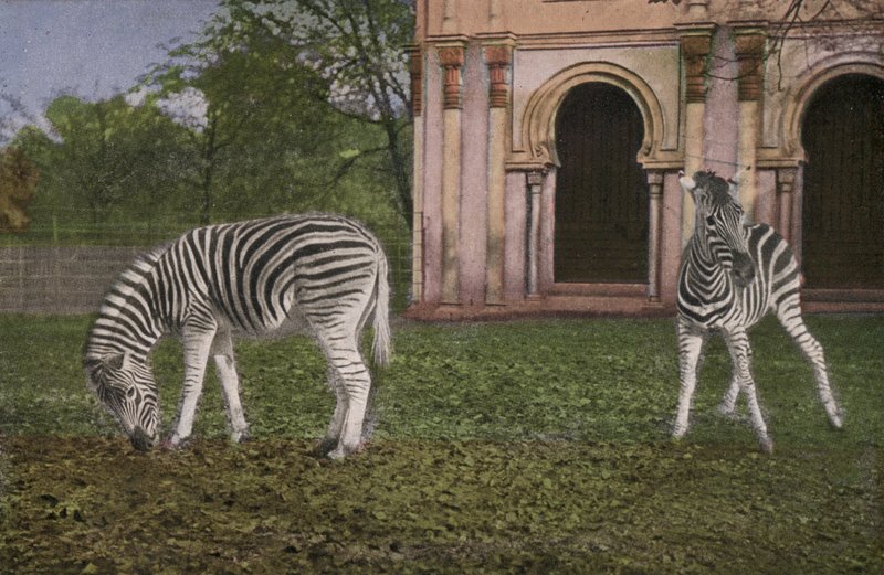 Zoo de Cologne, zèbres - Photographer German
