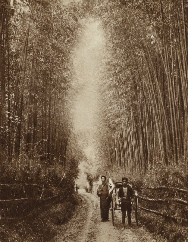 Forêt de bambous, Japon (photo n/b) - Photographer Japanese