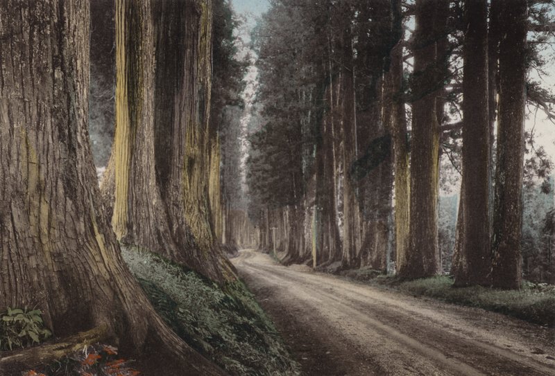 Japon, c.1912 : Route des Cryptomerias, Nikko - Photographer Japanese