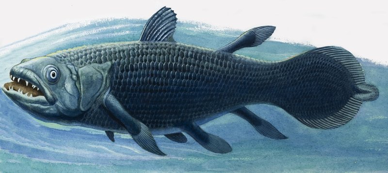 Coelacanthe - R.B. Davis