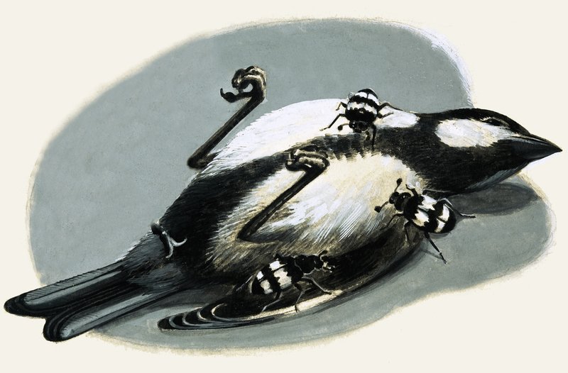 Oiseau mort mangé par des coléoptères - R.B. Davis