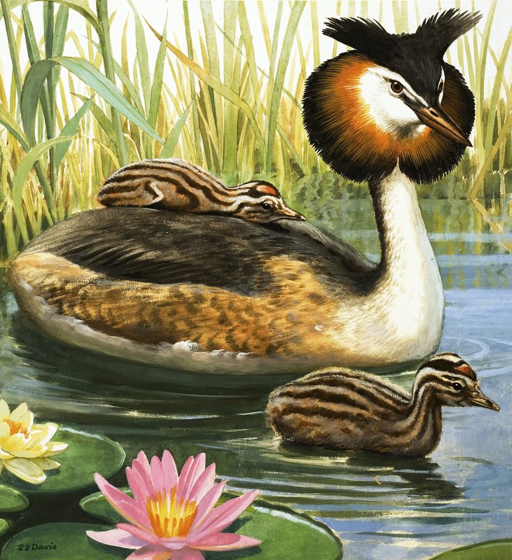 Grèbe huppé - R.B. Davis