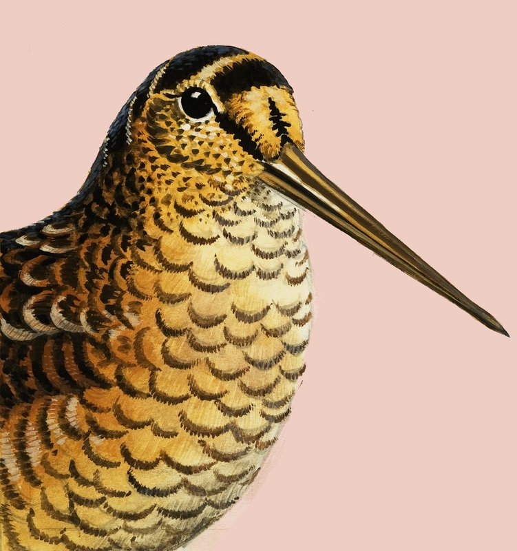 Regarder la nature : La bécasse - R.B. Davis