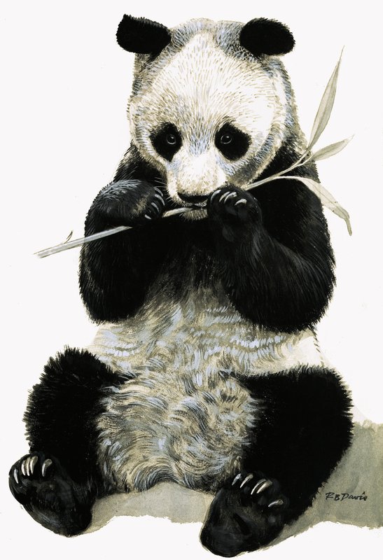 Panda - R.B. Davis