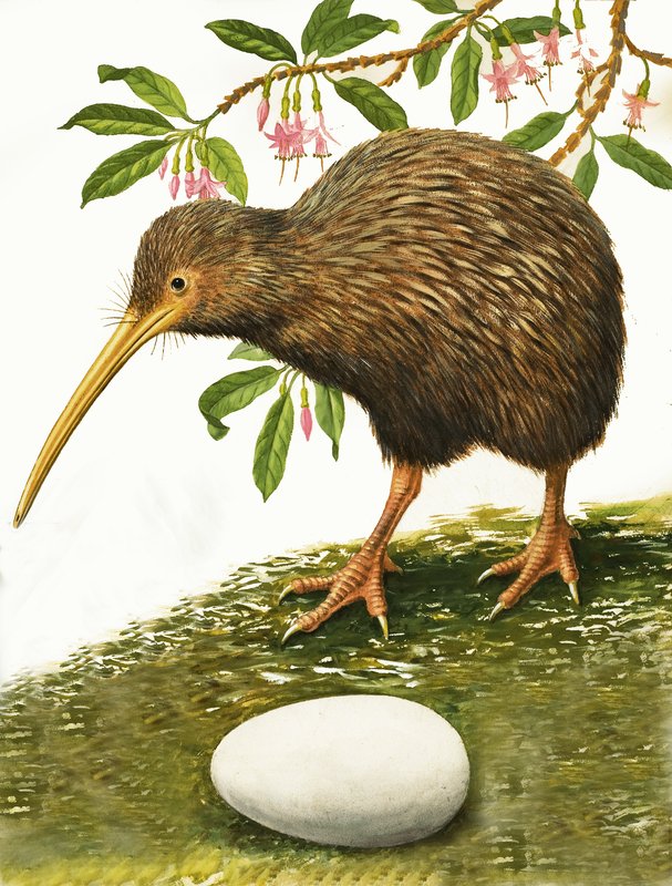 Le kiwi - R.B. Davis