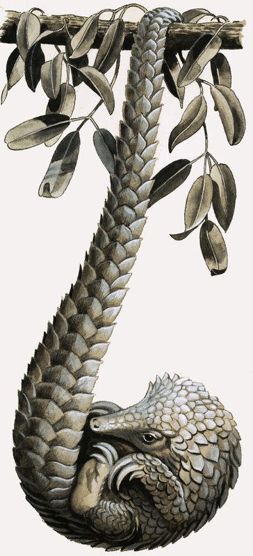 Le pangolin - R.B. Davis