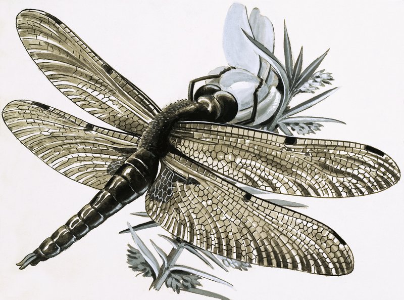 La libellule - R.B. Davis