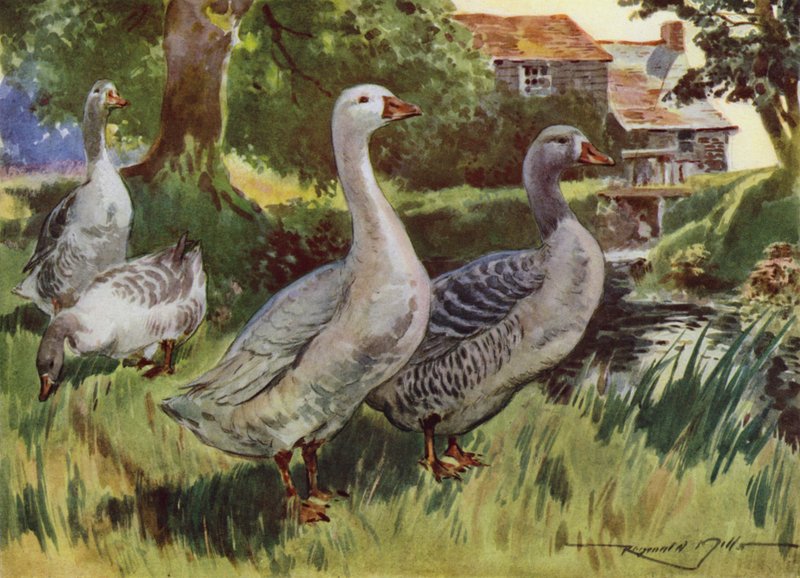 Illustration pour Ma Ferme - Reginald Mills