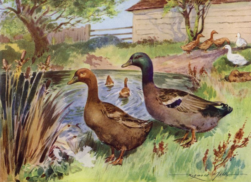 Illustration pour Ma Ferme - Reginald Mills