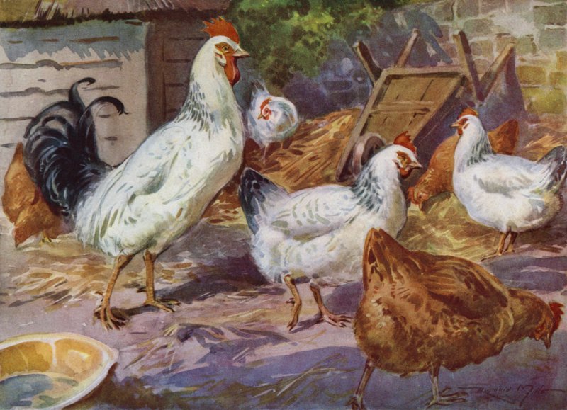 Illustration pour Ma Ferme - Reginald Mills