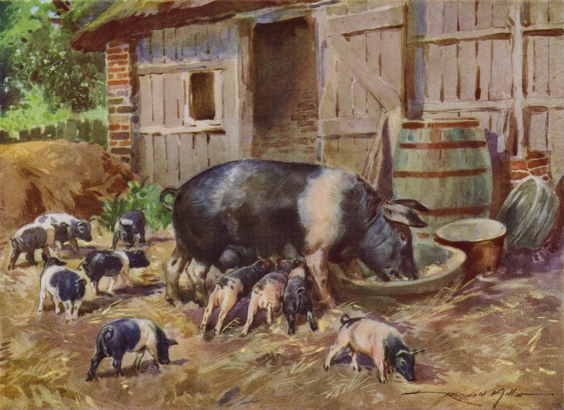 Illustration pour Ma Ferme - Reginald Mills
