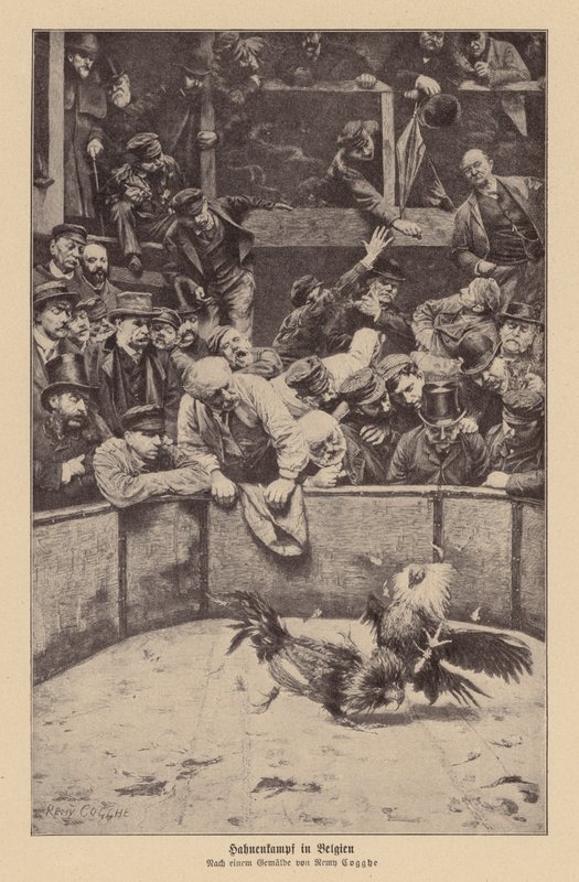 Combat de coqs en Flandre - Remy Cogghe