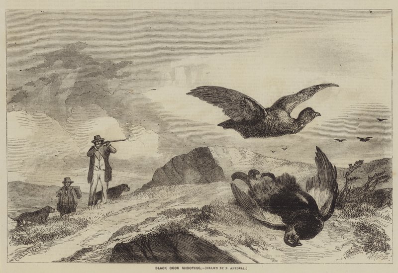 Chasse au coq noir - Richard Ansdell
