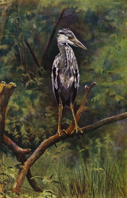Un jeune héron - Richard and Cherry Kearton
