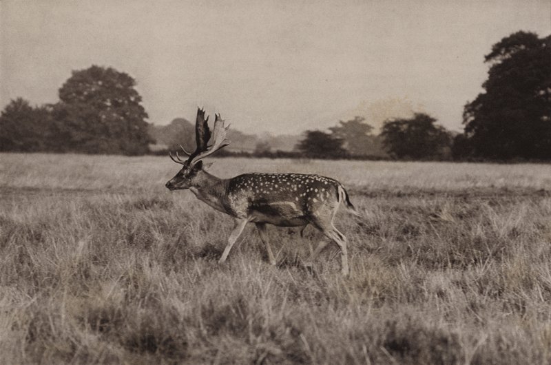 Daim - Richard and Cherry Kearton