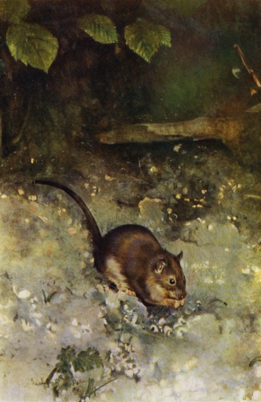 Le rat brun - Richard and Cherry Kearton