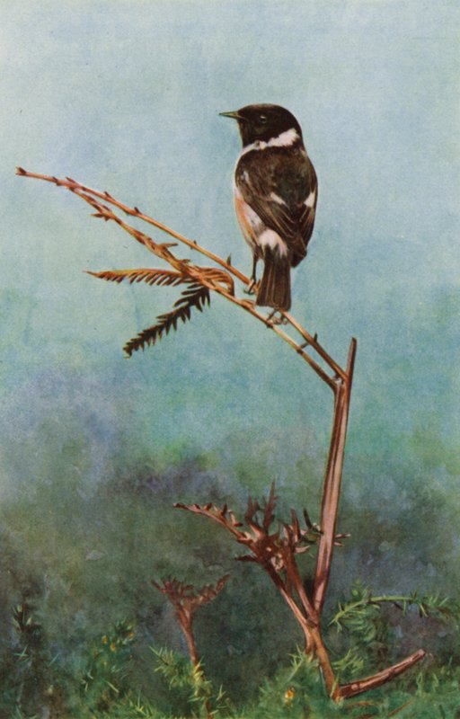 Le tarier pâtre - Richard and Cherry Kearton
