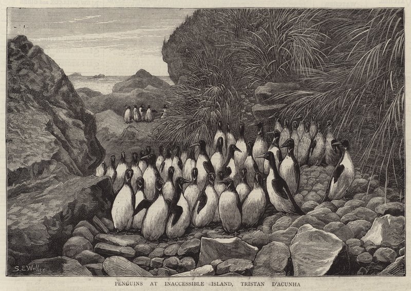 Manchots à l