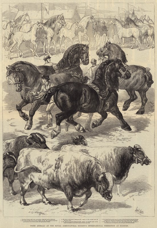 Animaux primés à l