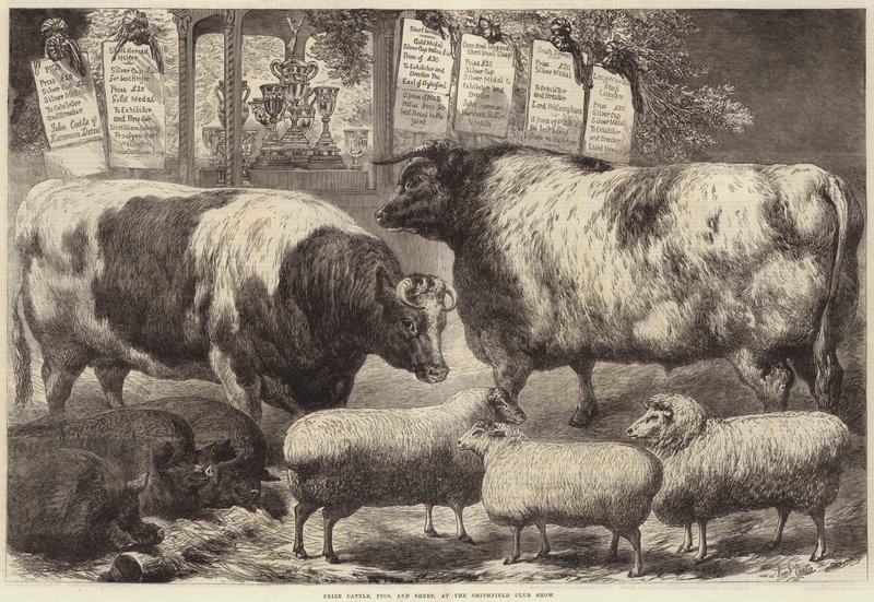 Bétail primé, porcs et moutons, au Smithfield Club Show - Samuel John Carter