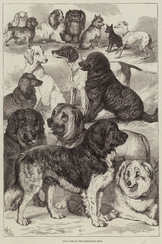 Chiens primés à l