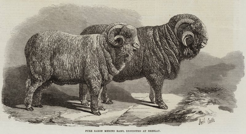 Purs béliers saxons mérinos, exposés à Breslau - Samuel John Carter
