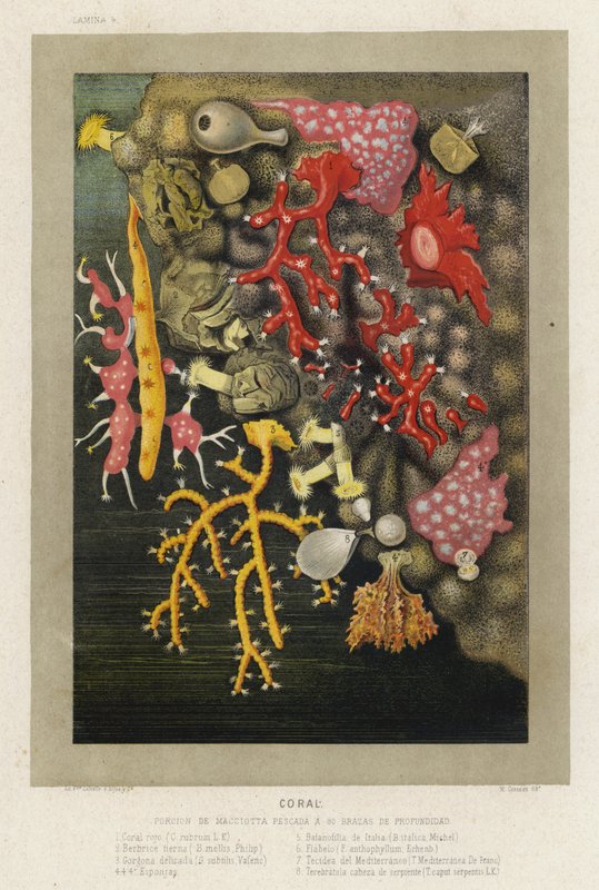 Corail - Spanish School