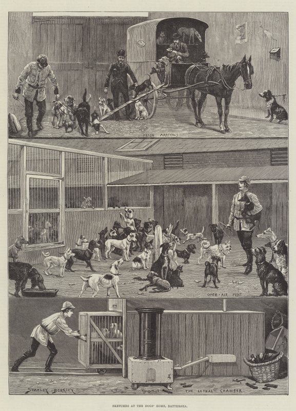 Croquis au refuge pour chiens, Battersea - Stanley Berkeley