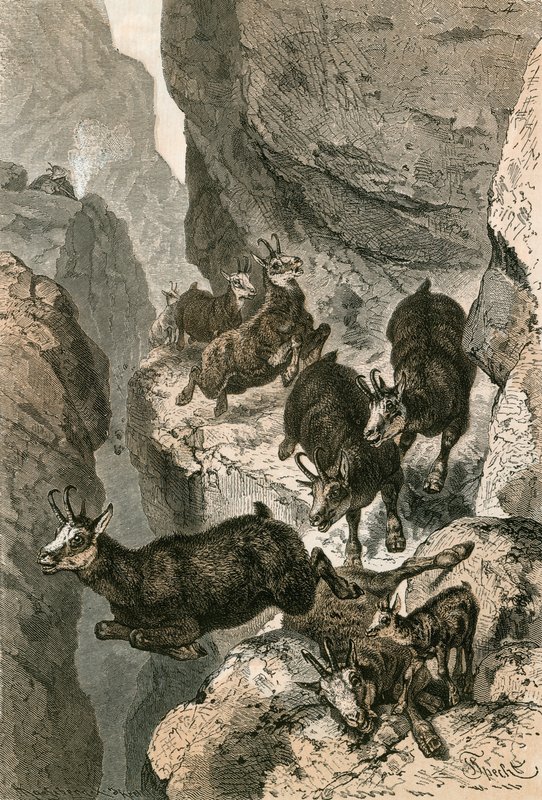 Chamois chassés sur une corniche étroite - Swiss School