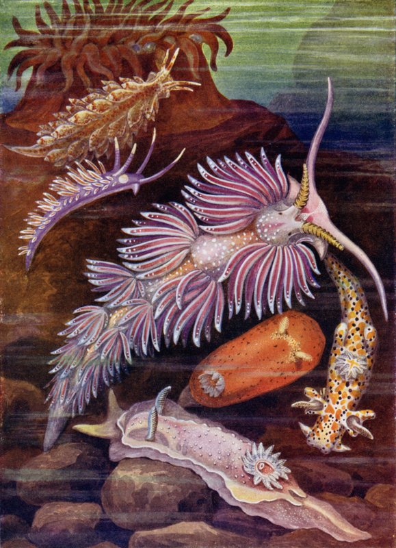 Limaces de mer - Theobald Carreras