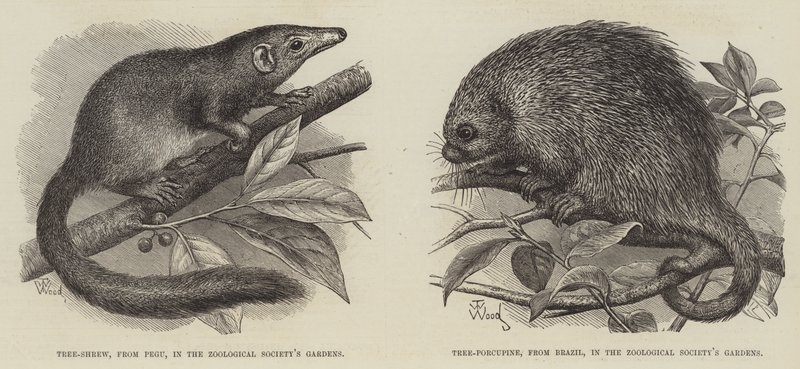 La Musaraigne Arboricole et le Porc-épic Arboricole - Thomas W. Wood