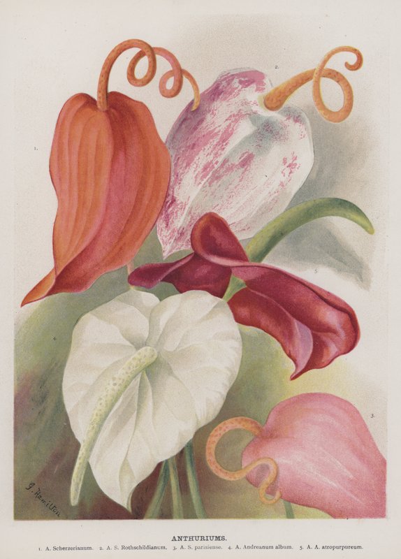 Anthuriums - Unbekannt Unbekannt