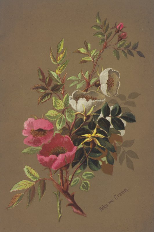 Roses sauvages - Unbekannt Unbekannt